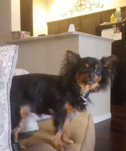 Wellness CORE Natural Grain-Free Small Breed Turkey & Chicken Dry Dog Food for Adult Dogs, High-Protein, USA-Made with Real Meat, 12-Pound Bag 12 Pound (Pack of 1) 34 71B1MqFL1jL