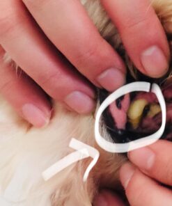 Proden PlaqueOff Dental Care for Dogs and Cats, 180gm 34 71B1aMpxK9L