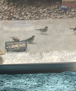 Gray Bunny Ground Bird Feeder Tray, Metal Platform Bird Feeder Dish Size 7 x 7 Inches, Durable Rust Resistant Feeder for Wild Birds, Squirrels, Doves, Cardinals 1 Pack (7x7 inches) 25 71B5tU kabL