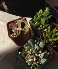 Shop Succulents Unique Succulent Plant Pack Collection - Live Mini Succulent Plants, Low Maintenance, Exceptional Colors & Textures - Wedding and Party Favors, Gift & Garden, Pack of 4 4-Pack Succulent Packs 39 71B6pAgunL