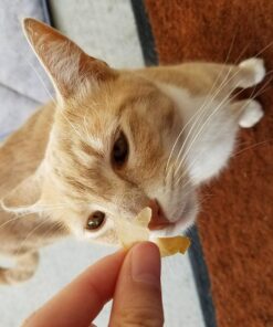 Cat-Man-Doo Extra Large Dried Bonito Flakes Treats for Dogs & Cats - All Natural High Protein Flakes - 4oz. / 112g Bag 4 Ounce (Pack of 1) 47 71B736ARffL