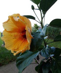 Alternative view of Wild Mercy: Living the Fierce and Tender Wisdom of the Women Mystics