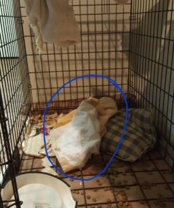 EZwhelp Reusable Dog Pee Pads - Waterproof Training Pads for Dogs - Washable & Sanitary-Rounded Corners-Laminated, Lightweight, Durable - Pet Essentials for Puppy Training and Whelping - 27"x32" 27x32 Inch 28 71B7YMLb1bL