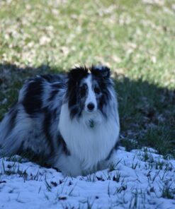 Nikon 70-300 mm f/4-5.6G Zoom Lens with Auto Focus for Nikon DSLR Cameras 29 71BBmSwkSPL