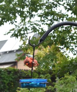 More Birds Dish SeedFeed, 1 Count (Pack of 1) 1 Count (Pack of 1) 55 71BF9PxO5mL