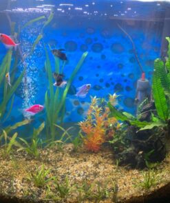 Jungle Vallisneria Rooted Plants 15-20 inches Tall - Easy Background Aquarium Plants 39 71BGIBr5TtL