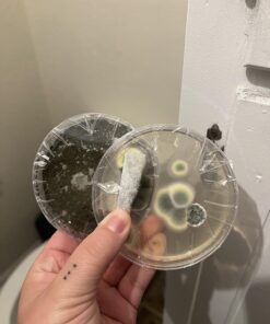 Mold Armor Do It Yourself Mold Test Kit 38 71BN5KbEB5L