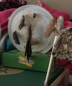 Painted Lady Butterfly Kit - Habitat, STEM Journal, & Voucher for Chrysalis Log & Caterpillars - Grow Your Own Butterfly Kit 44 71BOqn0CncL 1