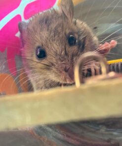 Victor 100061105 TRAP-4/PACK Easy Set Mouse Trap (4 Pack) 9 71BOye04c1L