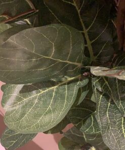 Nearly Natural 6ft Fiddle Leaf Fig Artificial Trees, 72in, Green 72 in 45 71BR08ew2CL