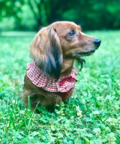 GREENIES Original TEENIE Natural Dental Care Dog Treats, 12 oz. Pack (43 Treats) Unflavored 43 Count (Pack of 1) 39 71BTXfUuwnL