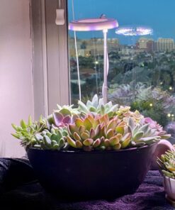 Succulents Plants Live (20PK) Potted Succulent Plants Live House Plants, Cactus Plants Live Plants Indoor Plants Live Houseplants, Indoor Plant Succulents Live Plant House Plant by Plants for Pets 20-PACK 51 71BUQ0p5tQL