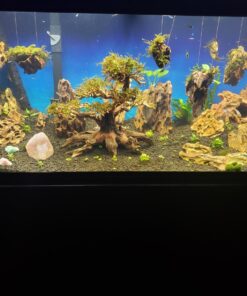 Staurogyne Repens Tissue Cultured - Foreground Aquarium Plant 51 71BXJq0QimL