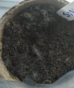 Plant Theatre Bonsai Tree Kit - Indoor Plant Growing Kit w/ 3 Mini Bonsai Seed Packs, 6 Pots, 6 Peat Discs and 6 Propagator Bags - Gardening Gifts for Men, Women and Room Decor - Crafts for Adults 45 71BY1lC7XJL