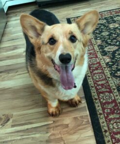 Nutramax Laboratories Crananidin Cranberry Extract Urinary Tract Health Supplement for Dogs, 75 Chewable Tablets 75 Count 35 71BY4cdc3qL