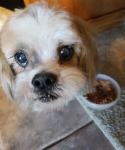 Hill's Science Diet Wet Dog Food, Adult, Light for Healthy Weight & Weight Management, 13 oz. Cans, 12-Pack 41 71Bb3dB9WEL