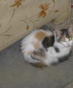 K&H Pet Products Outdoor Heated Kitty House - Heated Cat House Cat Shelter Olive/Olive 19 X 22 X 17 Inches 55 71BbkAwC5L