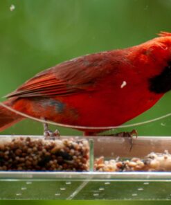 Large Clear Window Bird Feeder - Extended House with Strong Suction Cups - Steel Perch Sliding Feed Seed Tray - See Through Transparent Big Birdhouse - Wild Finch, Cardinal, Blue Jay - Cool Cat Gift 68 71Bc5SLmlqL