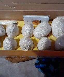 Dig a Dozen Dino Egg Dig Kit for Kids - Dinosaur Toys Gift 3-12 Year Old - 12 Eggs & Surprise Dinosaurs - Science STEM Activities - Educational Boy Toy Party Gifts for Boys & Girls Ages 3-5 4-7 5-7+ 66 71Bdxck8lIL