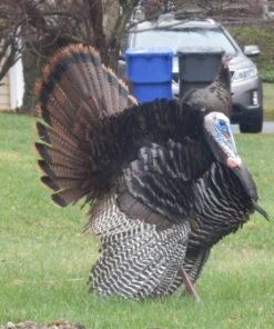 Primos Hunting PS222 The Gobbler Turkey Shaker Call, Black 14 71BgyMrYAqL