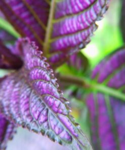 4K Video Camera Camcorder, 30MP UHD Wifi IR Night Vision Video Recorder with IR Flashlight, Vlogging Camera for YouTube Filming, 30X Digital Zoom Touch Screen Video Camera with Remote, Wide Angle 60 71BmQJswJJL