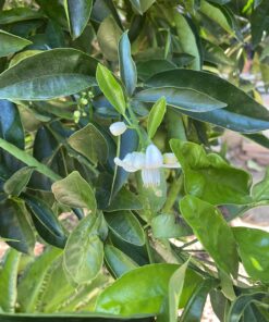 Neem Bliss - Pure Neem Oil for Plants - Organic Neem Oil Spray for Plants, 100% Cold Pressed Neem Oil - OMRI Listed Pure Neem Oil - All-Natural Neem Oil Concentrate Leaf Polish For Plants (16 Fl Oz) 16 Fl Oz 38 71BmQRRs29L