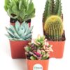 Shop Succulents | Assorted Collection of Live Succulent Plants, Hand Selected Variety Pack of Mini Succulents | | Collection of 5 in 2" pots 45 71BpJ21NopL