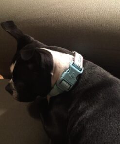Blueberry Pet Soft & Safe 3M Reflective Neoprene Padded Adjustable Dog Collar - Baby Blue Pastel Color, Medium, Neck 14.5"-20" 51 71BpRtyBddL 2