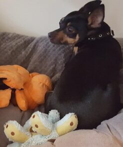 Acuvar 50" Smartphone/Camera Tripod Fits All Smartphones iPhone 12 Max, 11 Pro Max, 11 Pro, 11, Xs, Max, Xr, X 8, 8+, 7, 7 Plus, Android Note 10 (Universal Mount + Remote) Universal Mount + Remote 59 71BpbHlQFGL