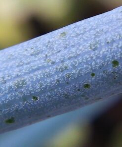 4K Video Camera Camcorder, 30MP UHD Wifi IR Night Vision Video Recorder with IR Flashlight, Vlogging Camera for YouTube Filming, 30X Digital Zoom Touch Screen Video Camera with Remote, Wide Angle 61 71Bq35G0V2L