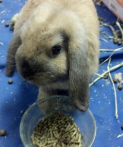 Oxbow Essentials Adult Rabbit Food - All Natural Adult Rabbit Pellets - Veterinarian Recommended- No Seeds, Fruits, or Artificial Ingredients- All Natural Vitamins & Minerals- Made in the USA- 10 lb. 10 Pound (Pack of 1) 31 71Bq8GAvPhL 1