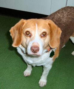 GREENIES Original Regular Natural Dog Dental Care Chews Oral Health Dog Treats, 36 count (Pack of 1) Chicken 36 Count (Pack of 1) 54 71Bs weyjLL