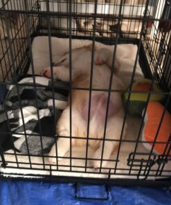 MidWest Homes for Pets Newly Enhanced Double Door iCrate Dog Crate, Includes Leak-Proof Pan, Floor Protecting Feet, Divider Panel & New Patented Features 36 inch (Pack of 1) 44 71BsgYC9tL