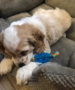 Petstages Mini Dental Chew Starter Pack for Puppies - 3 Pack Mini Chew 3 Pk 32 71Bt88KajPL