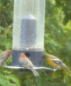 Droll Yankees 21964205201 787461785928 Squirrel Proof Bird Feeder, Yankee Whipper, 28-Inch, 4 P, Evening Blue 27 71BtwJKK2L