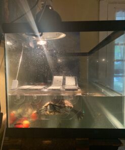 OASIS #64226 Turtle Ramp - Large 16-Inch by 11-Inch by 4-1/2-Inch, Black 44 71Bwdx1GbSL