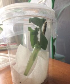 Trasfit Pop-up Insect and Butterfly Habitat Cage Terrarium - 24 Inches Tall 67 71C0ATRYh5L