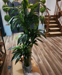 Nearly Natural - 6584 62in. Corn Stalk Dracaena Silk Plant (Real Touch), 24" x 28" x 62", Green artificial plant 41 71C2Pq7be2L