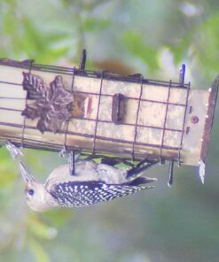 Celestron – Ultima 80 Angled Spotting Scope – 20-60x Zoom Eyepiece – Multi-Coated Optics for Bird Watching, Wildlife, Scenery and Hunting – Waterproof and Fogproof – Includes Soft Carrying Case Ultima 80 - 45° Spotting Scope 39 71C5pcGTGpL