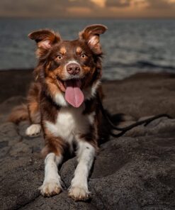 DakPets Pet Deshedding Tool | Professional Cat and Dog Brush for Shedding | Fur Deshedding Brush and Pet Hair Remover for Cats and Dogs | Stainless Steel Cat and Dog Shedding Brush for Pet Grooming Hot Pink 64 71C8HcmxvL