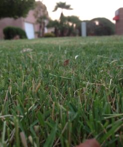 Greenworks 16-Inch Reel Lawn Mower with Grass Catcher 25052,Black/Green, 47"D x 22"W x 29.75"H 16" Reel Mower 52 71C9dxvXfSL