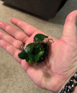 (Anubias Nana Petite Lava Stone) Anubias, Java Fern, Moss and More! Freshwater Live Aquarium Plants on Driftwood for Aquatic Tropical Fish Tank Decorations - Easy to Drop by Greenpro Anubias Petite Lava Stone 35 71CAHRgxBQL