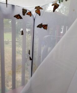 RESTCLOUD Insect and Butterfly Habitat Cage Terrarium Pop-up 23.6 Inches Tall White With Black 15.7 x 15.7 x 23.6 inches 31 71CEwS6PTkL