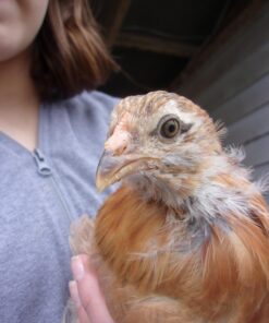 Kodak PIXPRO Friendly Zoom FZ43-BK 16MP Digital Camera with 4X Optical Zoom and 2.7" LCD Screen (Black) Black 42 71CFYKKYKNL