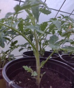 Luster Leaf 1601 Rapitest Test Kit for Soil pH, Nitrogen, Phosphorous and Potash, 1 Pack Soil Test Kit for pH, N, P and K 40 Tests 46 71CJ8eHsVtL