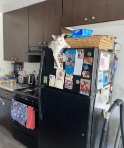 Rachael Ray Nutrish Natural Wet Cat Food, Ocean Lovers Variety Pack, 2.8 Ounce Cup (Pack of 12), Grain Free Variety Pack: Ocean Lover's 2.8 Ounce (Pack of 12) 31 71CLKOvmoYL