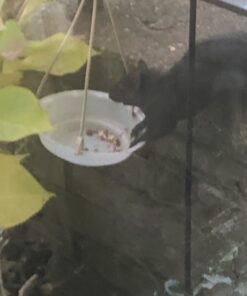 Kaytee Shelled Peanuts For Woodpeckers, Nuthatches, Jays, Towhees, Cardinals, Indigo Buntings & Other Wild Birds, 10 Pound 37 71CLx9cUx2L 2