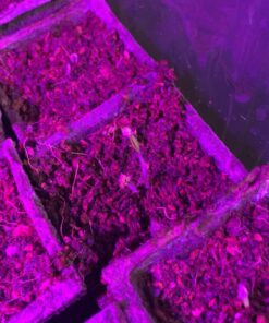 Outtled Diateklity 12W Hydroponic LED Plant Grow Light with E27 Socket 22 71CMTR1CTrL