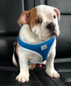 Vastar 2 Packs Adjustable Pet Dog Cat Car Seat Belt Safety Leash Vehicle Seatbelt Harness Black 35 71CMdiVlWNL