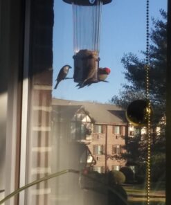 Lyric Fine Tunes Wild Bird Seed - No Waste Bird Food Mix - Attracts Bluebirds, Finches, Chickadees & More - 15 lb. Bag 15.00 Pound (Pack of 1) Seed Mix 40 71CPAOdoYTL